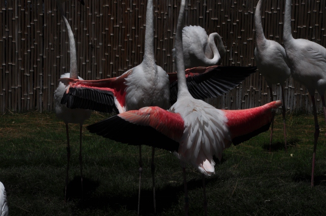 flamingo
